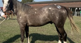 Sultansuyu Tarım İşletmesi yetiştirmesi tay satışı Karacabey’de yapıldı