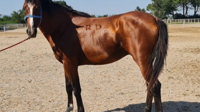 Karacabey Tarım İşletmesi taylarının satışı gerçekleştirildi